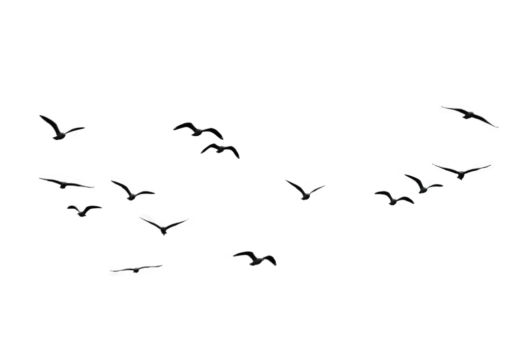 birds.png